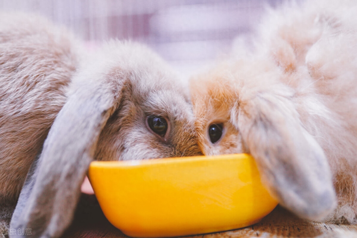 养殖兔子需要喂饲料吗，喂多少