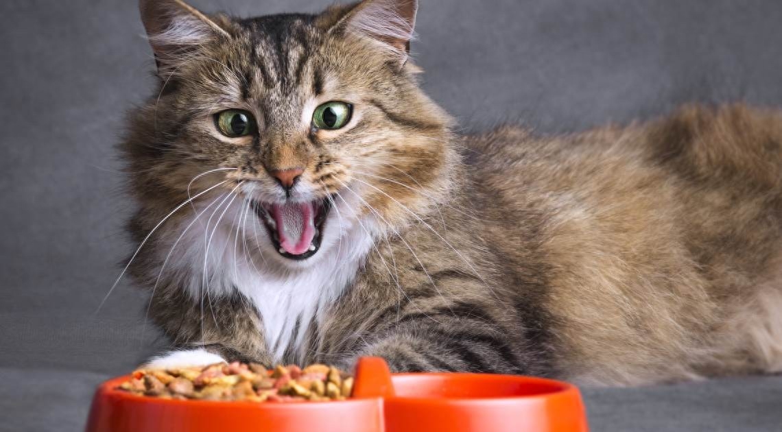 由蚕蛹制成的猫粮承诺减少臭臭的粪便。