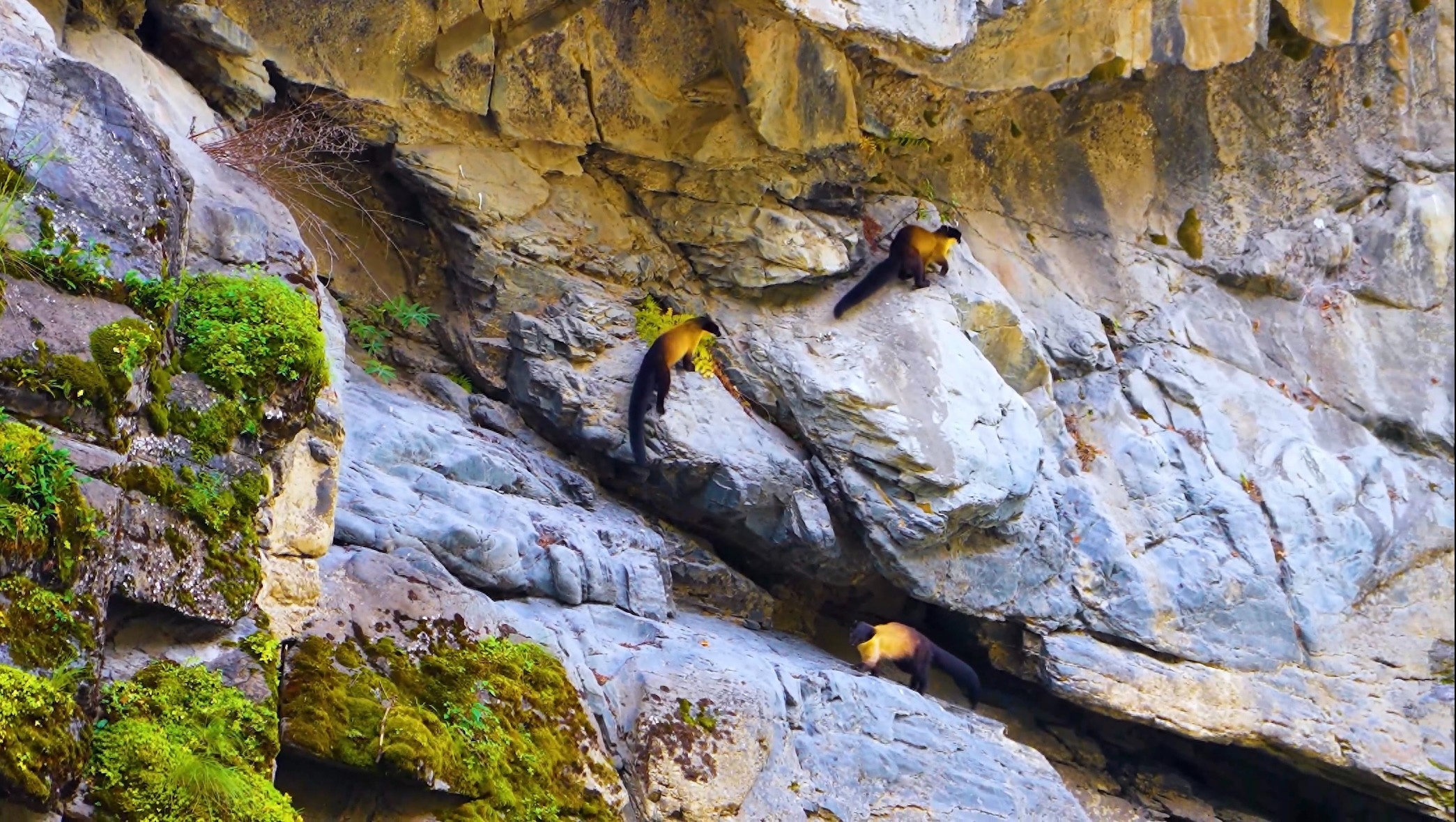 近日，在阿坝州金川县观音桥镇附近，当地摄影爱好者在拍摄自然景观时偶然拍摄到了多只黄喉貂“集体行动”画面。它们时而穿梭于山间密林，时而跳跃于峭壁巨石，时而嬉戏于河流