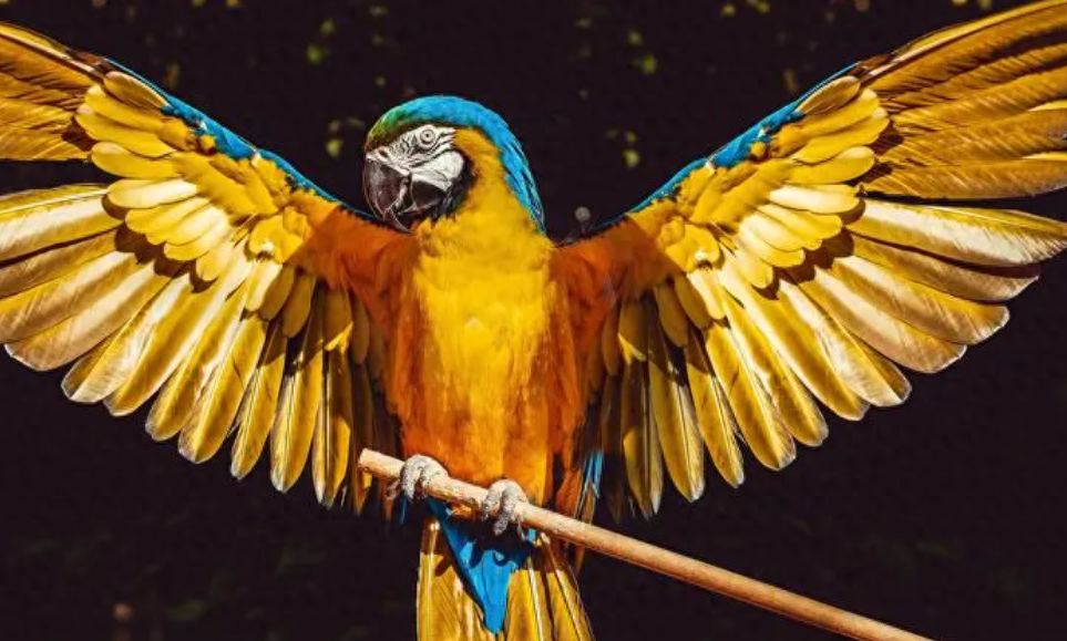 自然界中的生物多样性永远令人惊叹，而鹦鹉这类鸟类也不例外。然而，有一种鹦鹉与众不同，因其独特的饮食习惯而被戏称为“吸血鬼”的鹦鹉。这种奇特的鹦鹉并不真的吸血，相反