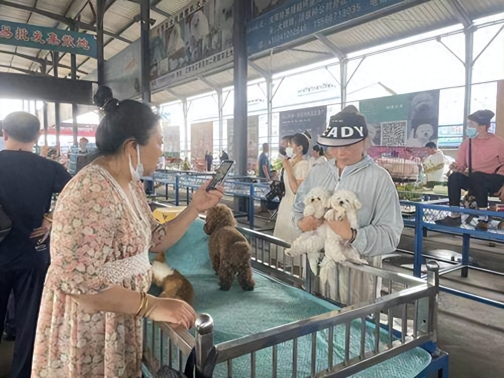 4日一早，位于鞍山经济开发区的家和宠物市场内人头攒动，市场内猫狗宠物品类繁多，还有不少拿着手机直播的买手，将镜头对准了一只只可爱的小宠物。市场负责人冷雪霜告诉记者，