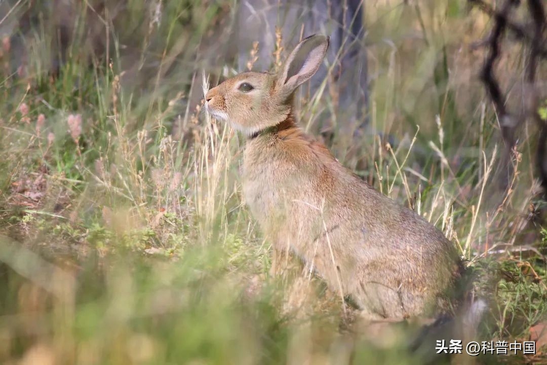 今年是兔年，你的朋友圈一定已经被各种兔子刷屏了，但是你知道吗，可爱的兔子背后，其实还曾对生态系统造成灾难，这其中最有名的例子是澳大利亚的兔子。01兔子是如何来到澳大利
