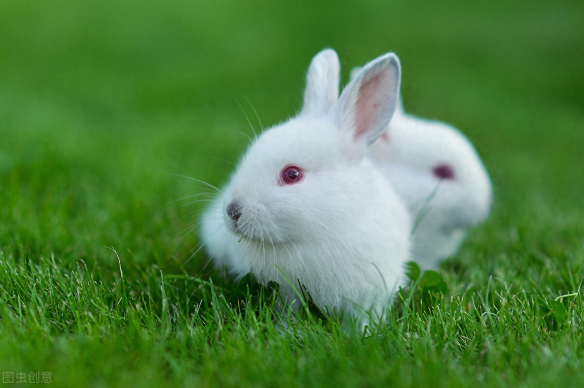兔粮是营养全面的食物，所以选择兔粮尤为谨慎。对此来评判兔粮的好不好，其实就是兔子适不适应，还有是不是以草类为主制作而成的兔粮，还有一些的保证标准才能是好的兔粮所具