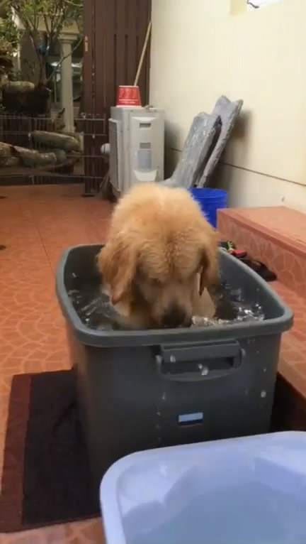 大概狗狗是在想象自己在海上漂流吧……事情是这样的。最近澳大利亚reddit上的网友ArkadiusBear表示很心累，他家5个半月大的小金毛洗澡太让人操心了。由于家里没有游泳池，只能用水管