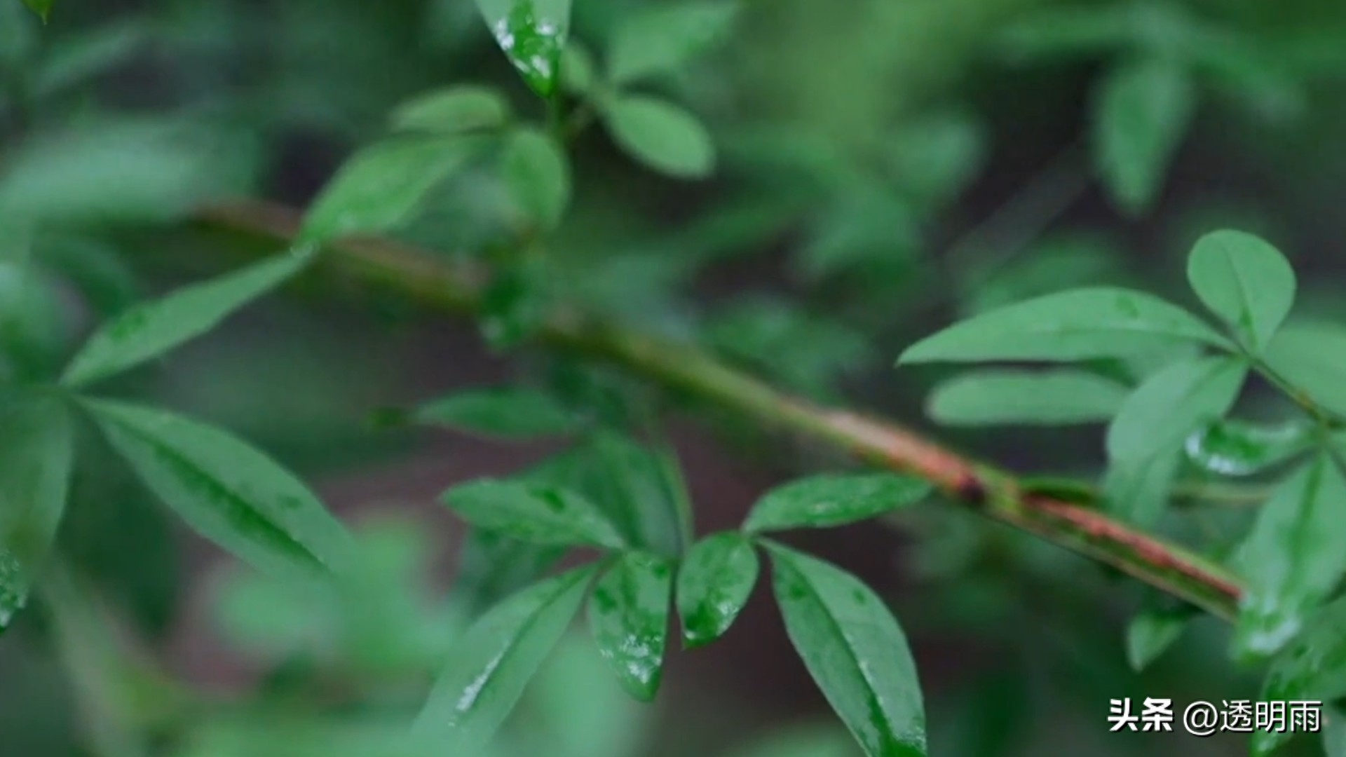 沉香是一种神奇的植物，它生长在热带雨林中，树龄可达数百年。沉香自古有名，传统四大名香“沉檀龙麝”中的“沉”，正是指沉香。广州话有句俗语：“上好沉香当烂柴—唔识宝。