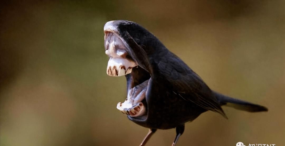 揭秘：为何鸟类与牙齿无缘？引发你意想不到的答案
