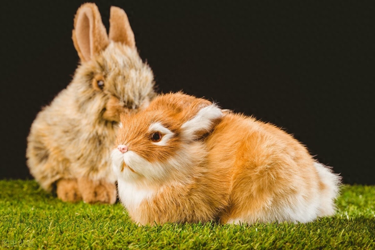 在饲养兔子的过程中，兔子饲料的质量好坏，直接关系着兔子养殖的成败，这需要主人掌握好兔子的身体需求，选出对兔子生长有益的饲料。兔子的饲料比较广泛的，其中包括粗饲料、