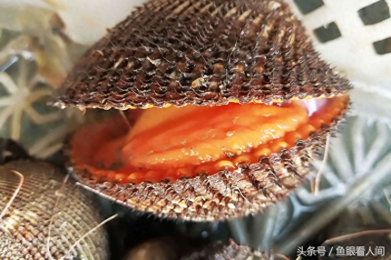 隆冬季节，一种北方较稀少的贝类现身海鲜市场，它就是血蛤，别看外壳像个毛坯，但血蛤里的像血浆一样的汁液可是个好东西，是补血的最佳滋补品。本草纲目记载：血蛤(蚶)“味甘性