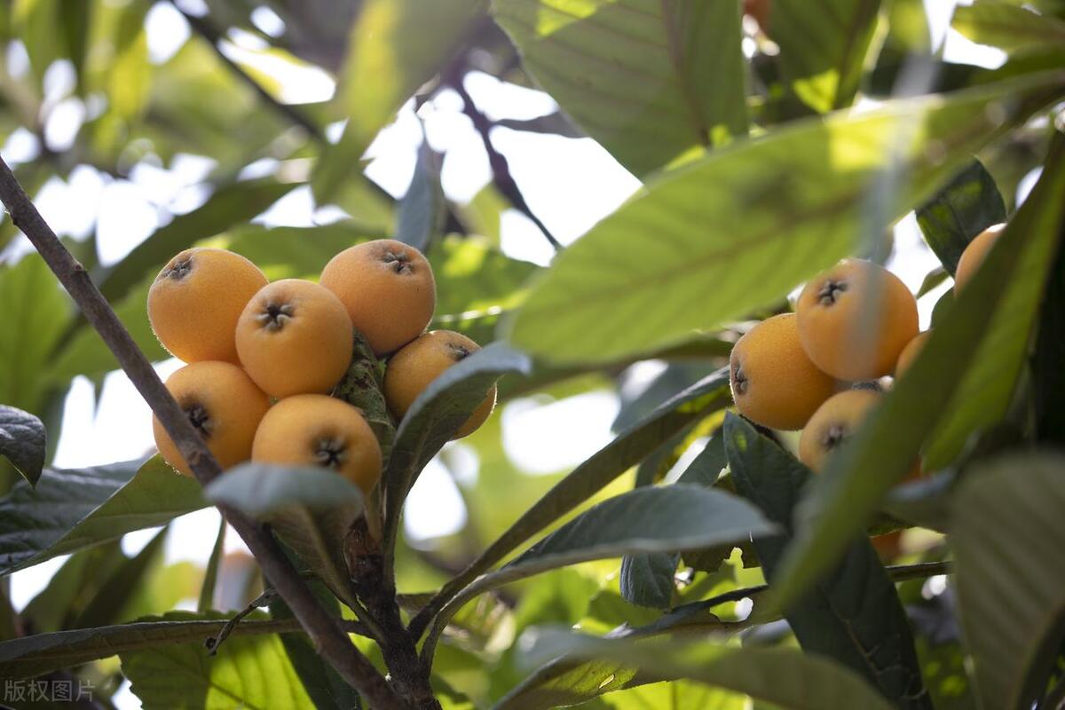 枇杷（学名：Eriobotrya japonica），又称“杨梅”、“琵琶”等，是一种常见的水果树。它不仅果实美味，而且树形优美，具有观赏价值。本文将介绍枇杷的种植方法和适宜的种植时间，帮