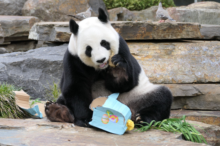 来源：人民网－国际频道 原创稿“网网”和“福妮”是第一对离开家乡、到南半球生活的大熊猫，它们于2009年11月29日来到南澳大利亚州的阿德莱德动物园，已经在澳生活了近14年。近日