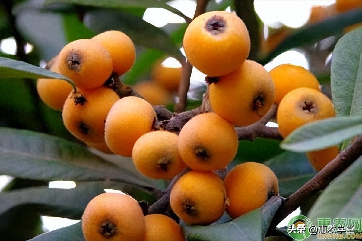 枇杷又名卢桔、卢橘，因为叶子形似枇杷而得名，是中国南方特有的珍稀水果，色泽金黄诱人、味道酸甜可口，在市场上很受大众欢迎。那么2023枇杷价格多少钱一斤？一起来了解下吧。