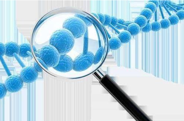 基因检测就是对细胞当中的DNA分子的基因信息做相应的检查，并根据检查结果分析某些疾病易感基因的情况，以此来预测疾病的患病风险。在了解检测结果后，患者可以据此来改变生活
