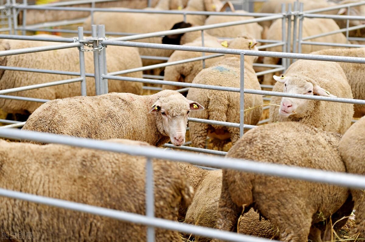 点关注，一起学习更多养羊知识！在肉羊育肥中，仅以单一饲料或几种简单的饲料配合，是无法满足羊对多种营养成分的需求，即使应用多种饲料进行配合，也会出现营养过多或缺少，