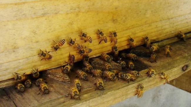 1．什么叫蜂群？蜜蜂是营群体生活的经济昆虫，单只蜜蜂脱离群体就不能生存下去，每群蜂由三种不同类型的蜜蜂个体组成，蜂群是蜜蜂生活和生产的基本单位。从生产的观点看，必须