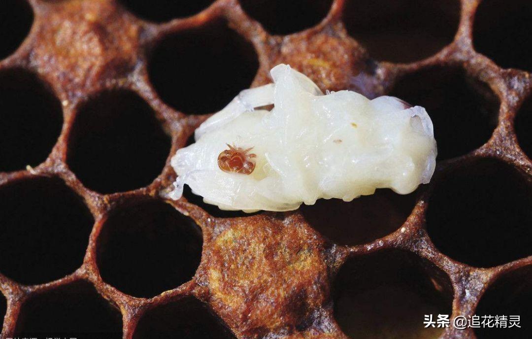 秋繁已经结束，入冬前意蜂必须要进行一次治螨工作。对于养蜂经验不足的人来说，能成功的杀灭螨虫是不容易的事情。螨虫寄生在蜂巢房里，如果用药不当就会杀死蜂群，如果用药少