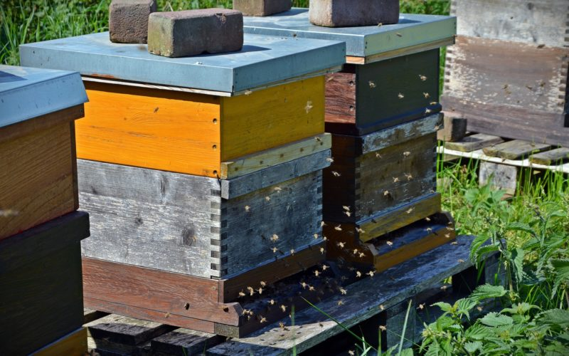 蜜蜂孢子虫病是由蜜蜂微孢子虫寄生在蜜蜂中肠上皮细胞所引起的一种成年蜂消化道传染病，也是引起爬蜂的病因之一。患孢子虫病将导致蜜蜂寿命缩短，产蜜、产浆能力明显下降。因