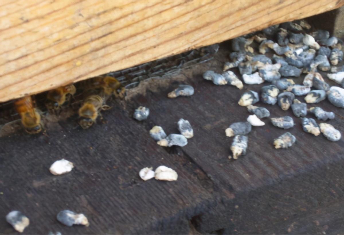 意蜂养殖，要想预防白垩病，春季时节正宜行，把握