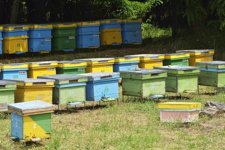 定地养蜂是指蜂群终年不动或基本不动，而且能取得一定经济效益的生产方式。如果想养蜂首要考虑的问题不是选蜂种而是养蜂的场地问题，根据场地的情况再选择适合养殖蜜蜂的品种
