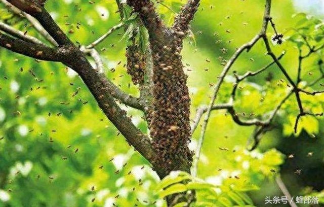 蜜蜂吃好住好为什么还要逃跑？这3个问题很多养蜂人