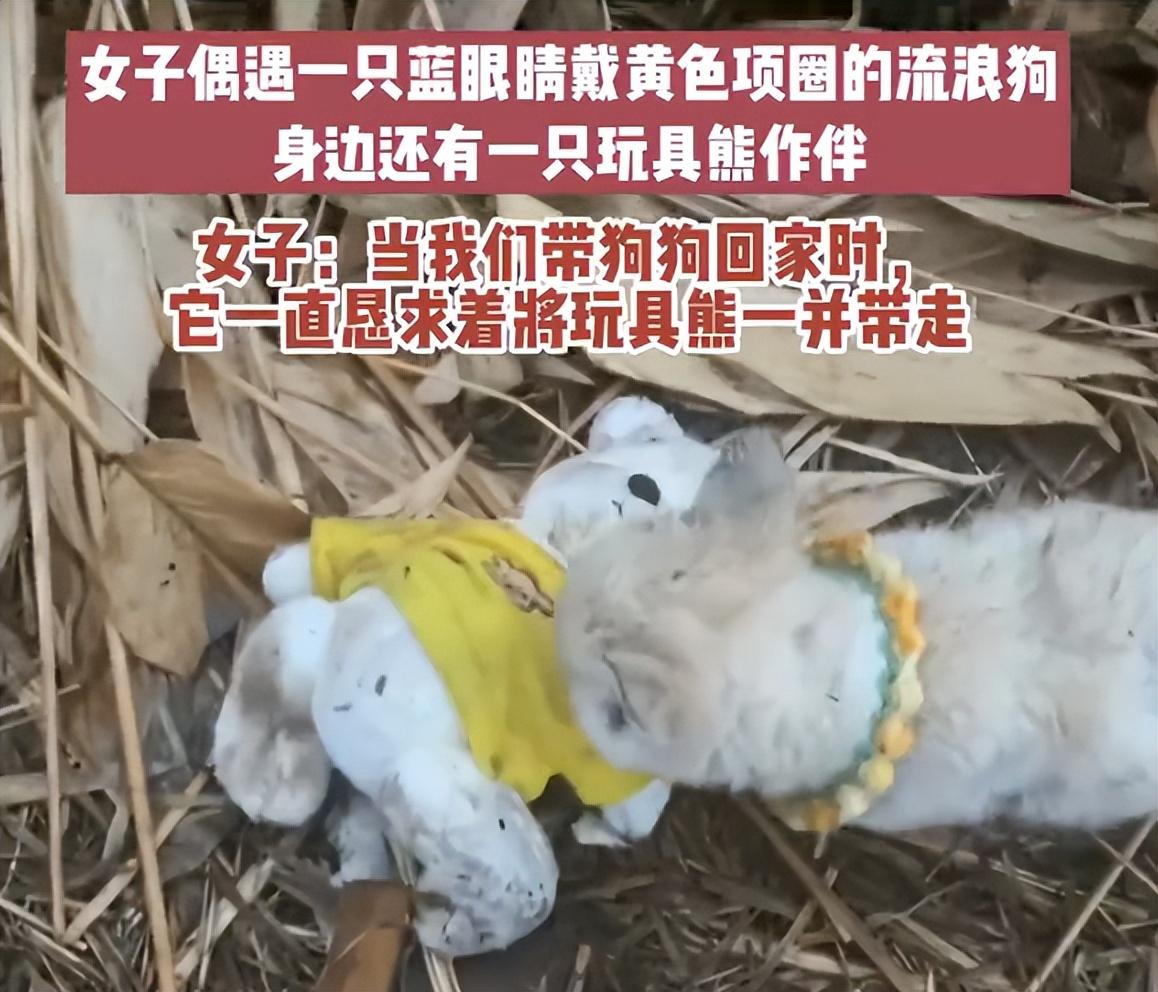 3月22日，根据都市时报报道，近日在山东济宁，女子偶遇一只蓝眼睛戴黄色项圈的流浪狗，想将它带走治疗时，小狗恳求其将玩具熊一并带走，引发广泛关注。根据当事人张女士介绍，