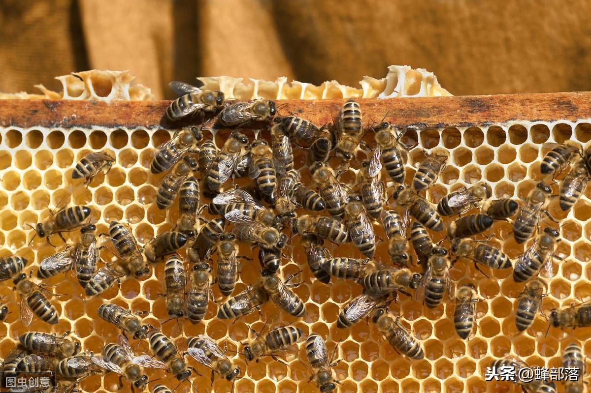 导读：关于网上购买的标准中蜂箱是不是能够养殖土蜂，箱内怎么摆放巢框的问题，蜂部落认为这是完全可以的，只是我们在购买中蜂箱以后，还需要购买其它配套用具，既然使用了标