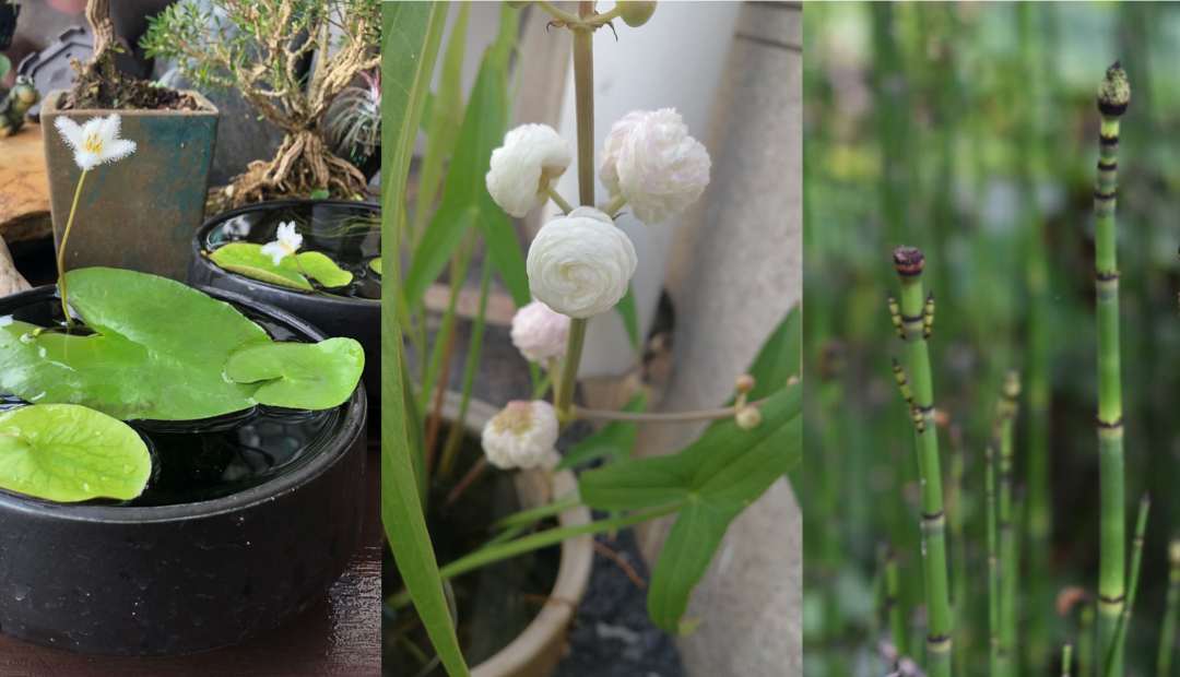适合家在家里栽种的小型水生植物有很多，包括常见的碗莲、睡莲等，还有一些长相美观又别致，且非常小众水生植物，相信一定会喜欢。第一种：重瓣慈姑（Sagittaria trifolia Flore Pleno）