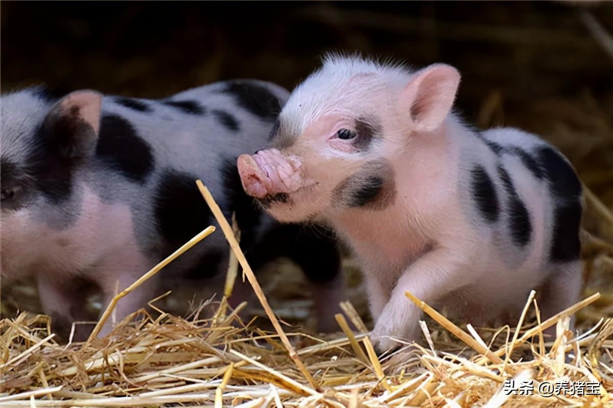 现在饲料添加剂在生猪的养殖生产中是不可缺少的一部分，对生猪可以起到增强免疫力、防治疾病、提高采食量、促生长的作用，饲料添加剂有很多的品种，而且各有各的作用，如何正