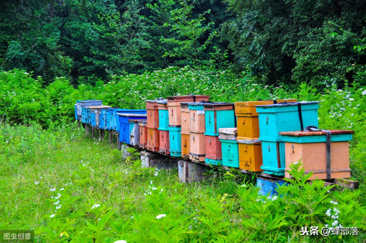 有天然深林资源如何养蜂，养蜂人一步步教你，还有