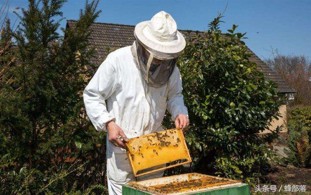 同样是养蜂人，为什么养中蜂的人与养意蜂的人给人