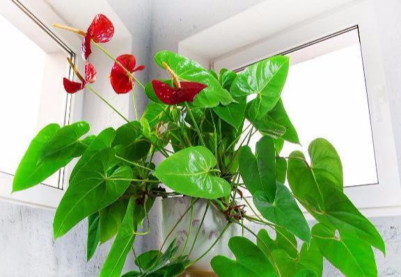红掌是观花比较长的一种盆栽绿植，花朵鲜红色，看起来非常的喜庆，所以很多小伙伴在各种节日中，都会选择一盆红掌摆放在家中，在购买的时候就少不了选择一个好看的花器。而现