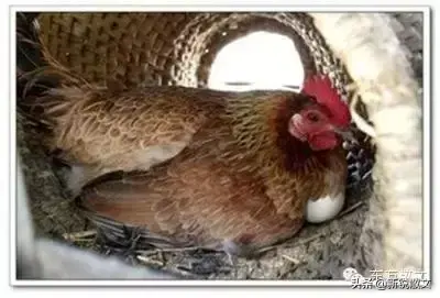 鸡箍篓，是过去东北农村家家都有的一种供母鸡产蛋的用具，中间肚儿大，两头口儿小，用谷草拧制而成，可为生蛋的小鸡遮风挡雨。挂在农家窗子旁边的土墙垛上，约一米多高，其高